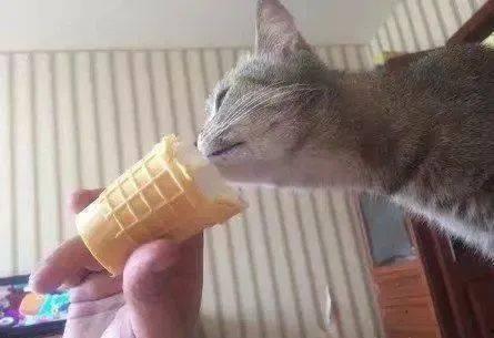 小猫吃不吃哈密瓜,吃或不吃，都是成长的味道