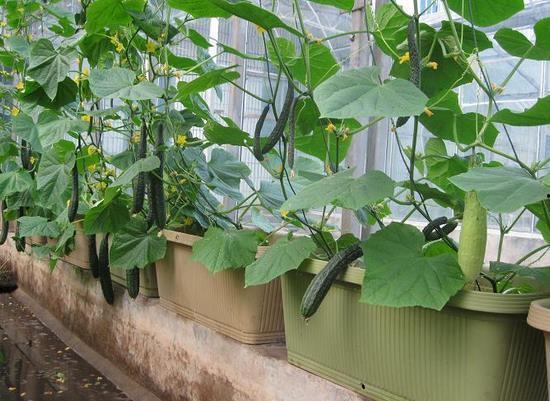 架瓜咋吃,架瓜种植与美味食用指南