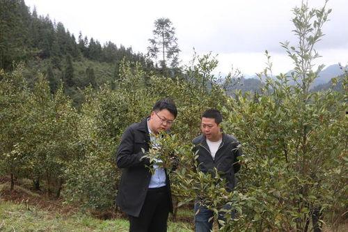 酉阳花田张家村新闻头条,探寻乡村振兴新路径，打造乡村旅游新亮点