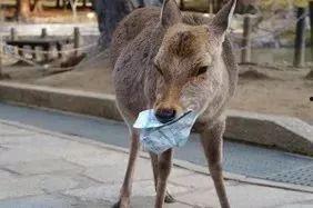 今日看料小鹿丢了一只,寻找可爱小鹿的温馨寻踪之旅