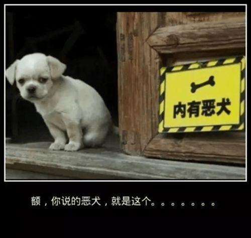 恶犬吃瓜视频大全,笑料百出视频大全