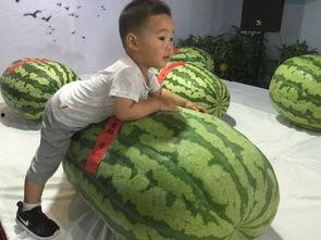 惠州吃瓜事件,一场网络舆论的风波与反思